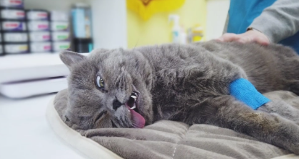 猫咪绝育后为什么不拉屎了 猫咪绝育后为什么不拉屎了