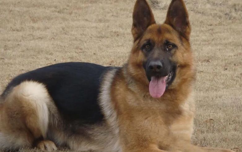 如何给德国牧羊犬注射疫苗? 如何给德国牧羊犬注射疫苗?