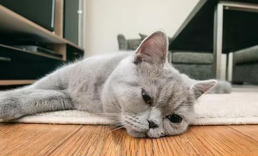 为什么小猫咪缺爱 为什么小猫咪缺爱