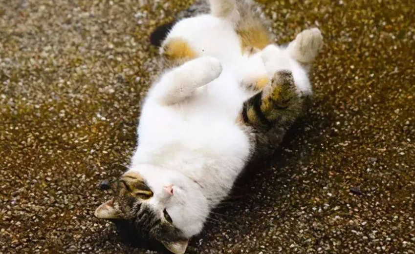 猫咪为什么会打滚