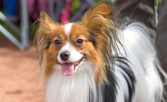 以前倍受宠溺的蝴蝶犬,为何如今却打入冷宫了呢? 以前倍受宠溺的蝴蝶犬,为何如今却打入冷宫了呢?