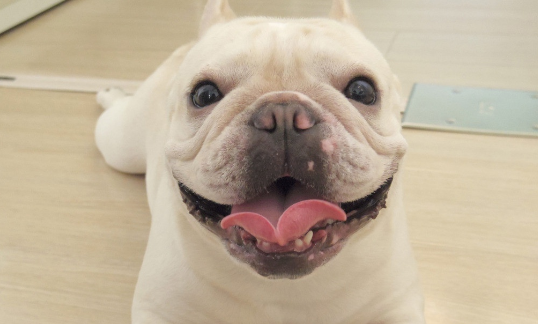 狗狗身上长了一个肉瘤