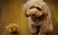 泰迪犬小便黄是内火旺吗?是怎么回事导致的?