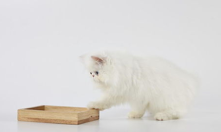 猫能闻84消毒液吗?如何为猫咪选择消毒液? 猫能闻84消毒液吗?如何为猫咪选择消毒液?