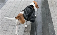 狗狗生理期能够外出吗?