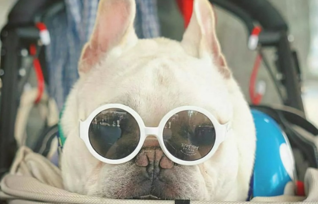 小宠物斗牛犬的身上这几点！许多人一直都误解了！