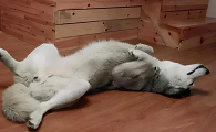 如何从狗狗的睡姿看性格？