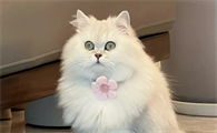 猫传腹最后死的状态是什么样子?