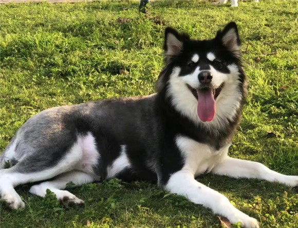 哪个阿拉斯加犬舍好 哪个阿拉斯加犬舍好