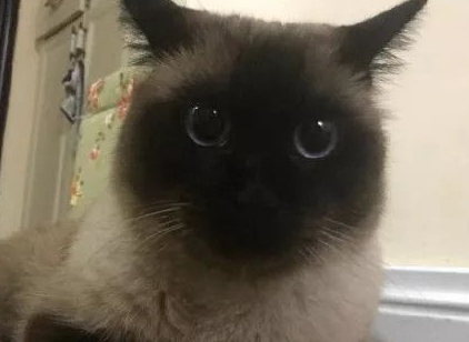 造成暹罗猫颜色改变的原因有哪些？