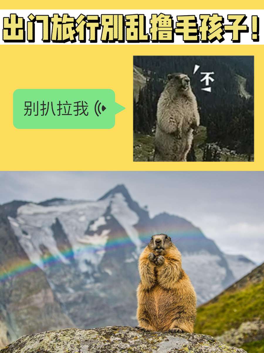 新疆西藏内蒙旅行偶遇土拨鼠？别乱rua！