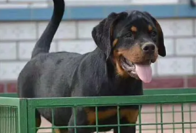 罗威纳母犬凶还是公犬凶