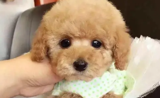 泰迪犬什么颜色最贵