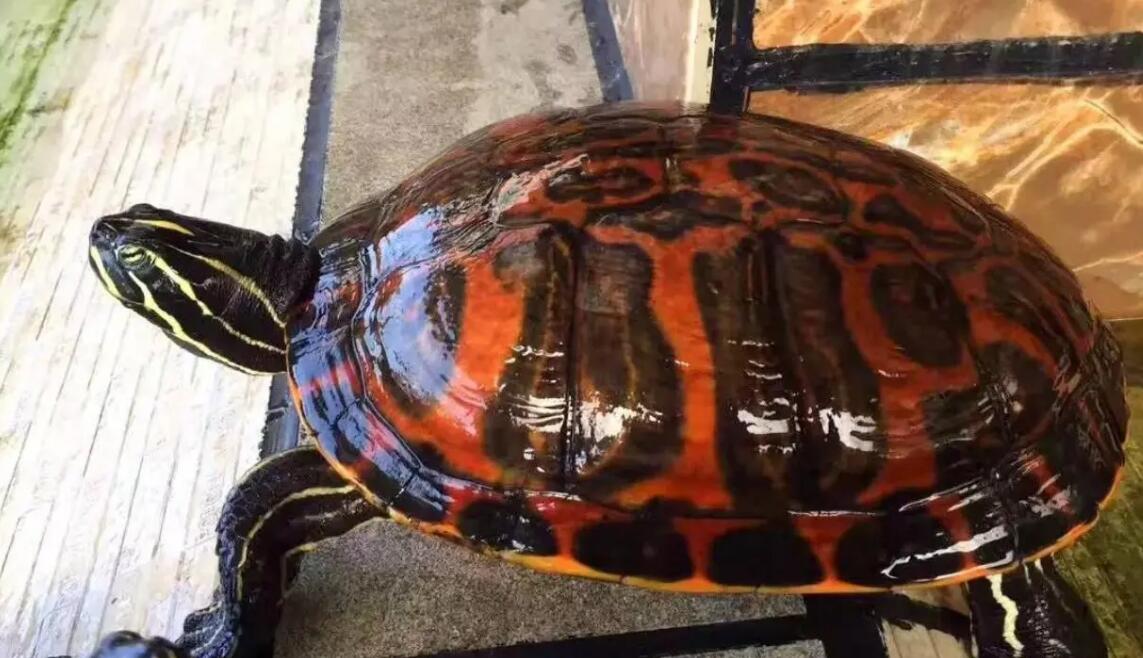 成年火焰龟多少钱一只 成年火焰龟多少钱一只