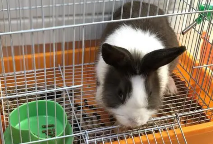 兔子不吃不喝不排便该怎么办？