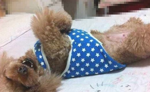 为何泰迪犬一直让你摸它“肚子”?缘故有五个 为何泰迪犬一直让你摸它“肚子”?缘故有五个