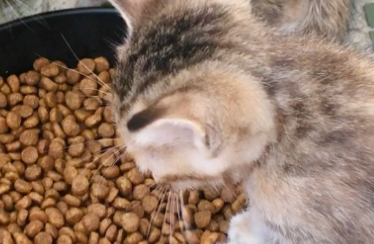 小奶猫吃什么食物除了猫粮