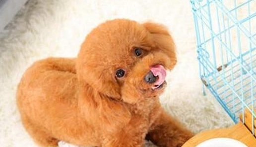 泰迪生产前体温回升多久可以生产了