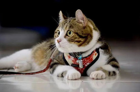 猫咪的肛门腺多久挤一次比较好 猫咪的肛门腺多久挤一次比较好