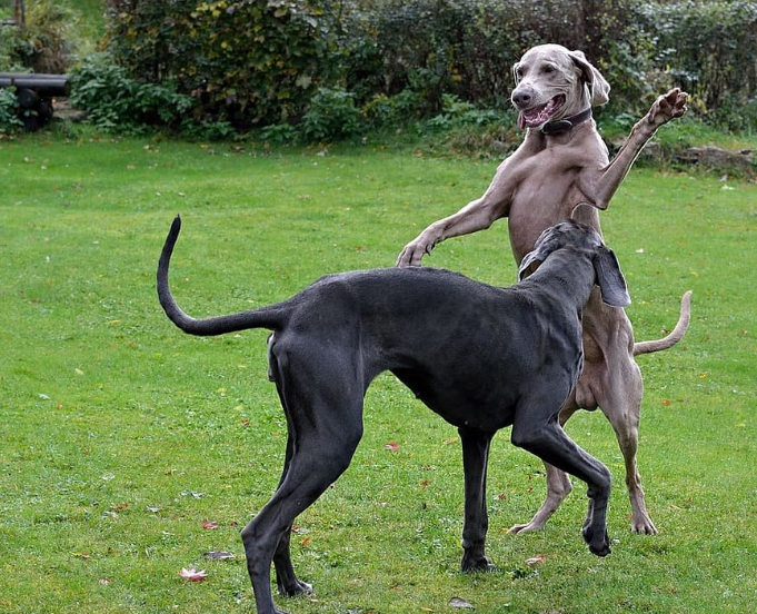 个人出售大丹犬急售500一条