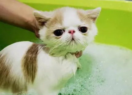 关于猫咪洗护,你竟然不知道这些? 关于猫咪洗护,你竟然不知道这些?