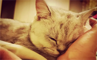 猫咪为什么会晕车,应该如何预防猫咪晕车?