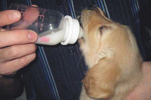 一个月的幼狗都能吃啥，一个月幼狗能吃成犬粮