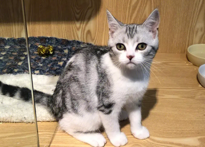 一只猫妈耶是什么