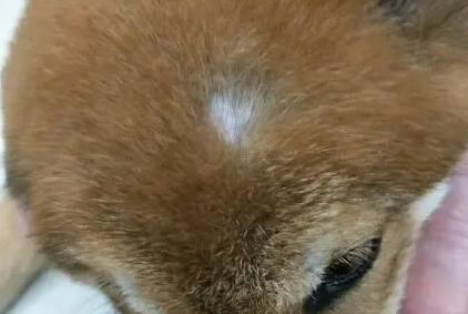 小狗掉毛秃了一块皮肤泛红怎么回事啊
