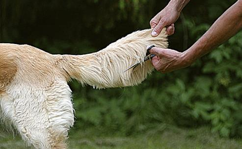 假如狗狗给你碰它这6样东西，别猜疑，它早已深深爱上你了