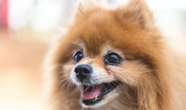 会危害博美犬寿命的“五件事”，很多人还不高度重视