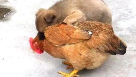 小土狗锁住老母鸡的脖子，主人看了都不想说话了：爪下留鸡啊