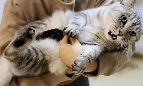 猫咪为什么起床黏人呢怎么回事 猫咪为什么起床黏人呢怎么回事