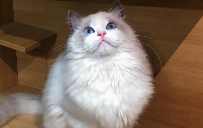 国内知名布偶猫猫舍