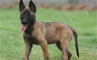 满月马犬幼犬怎么挑选好的
