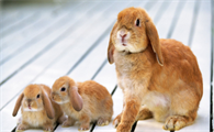 母兔多大能够怀孕？
