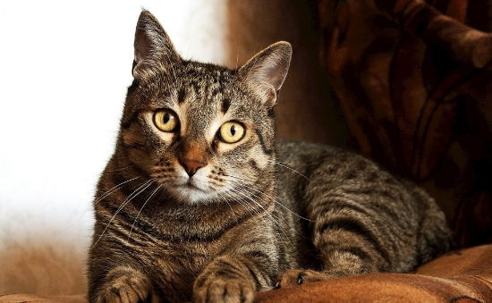 猫咪得了猫藓要怎么治疗?快学起来