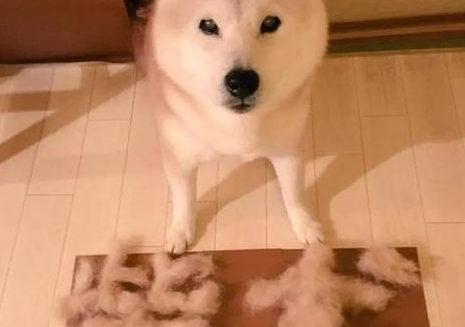 秃顶柴犬还能要吗?柴犬掉毛部分秃了 秃顶柴犬还能要吗?柴犬掉毛部分秃了