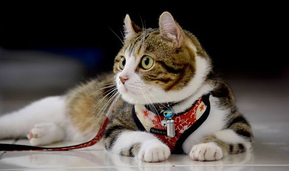 怎么训练猫咪打滚?教你把猫咪训练成“优秀猫”!