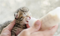 猫咪肛门囊肿怎么办?猫肛门囊肿的诊断与治疗!