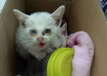 怎样让猫融入你的生活,让你的生活被猫霸占! 怎样让猫融入你的生活,让你的生活被猫霸占!