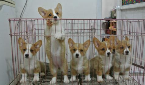 五个小窍门,手把手教你选择纯种柯基犬! 五个小窍门,手把手教你选择纯种柯基犬!