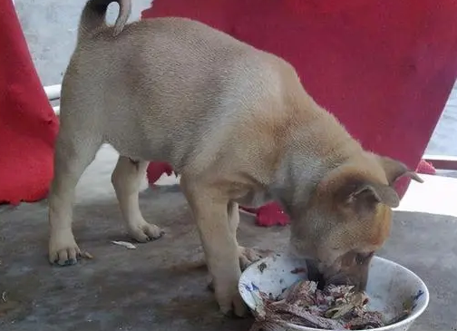 田园狗如何喂养幼犬粮食
