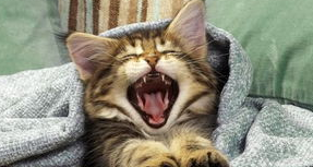 怎么让猫咪记住它的名字呢?训练猫咪记住自己的名字有妙招! 怎么让猫咪记住它的名字呢?训练猫咪记住自己的名字有妙招!