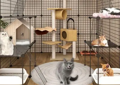 义乌哪里有猫舍 义乌哪里有猫舍