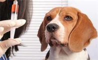 狂犬病七天自测
