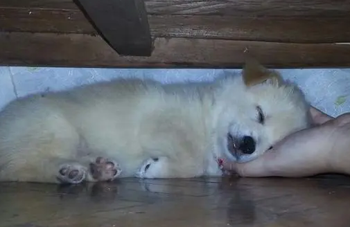 狗狗睡觉钻床底下是为什么呢