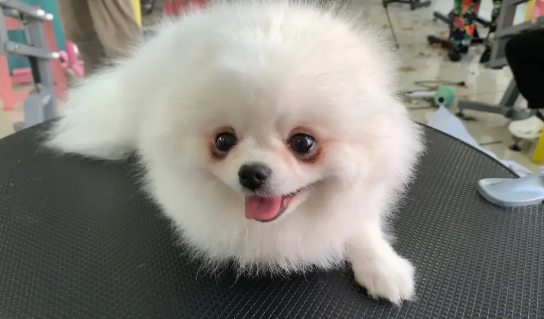 挑选博美犬的方法？快学习一下吧