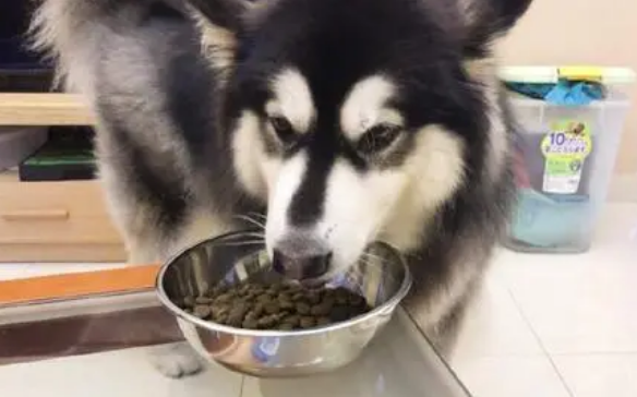狗粮如何鉴别呢 狗粮如何鉴别呢