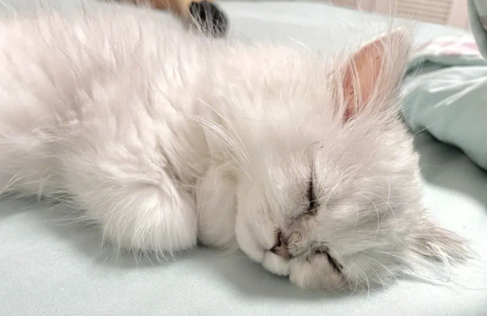 有没有什么药可以让猫咪安眠? 有没有什么药可以让猫咪安眠?
